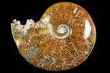 Polished Ammonite (Cleoniceras) Fossil - Madagascar #158266-1